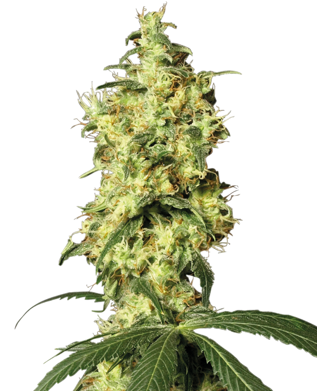 White Widow Auto (Sensi Seeds White Label)